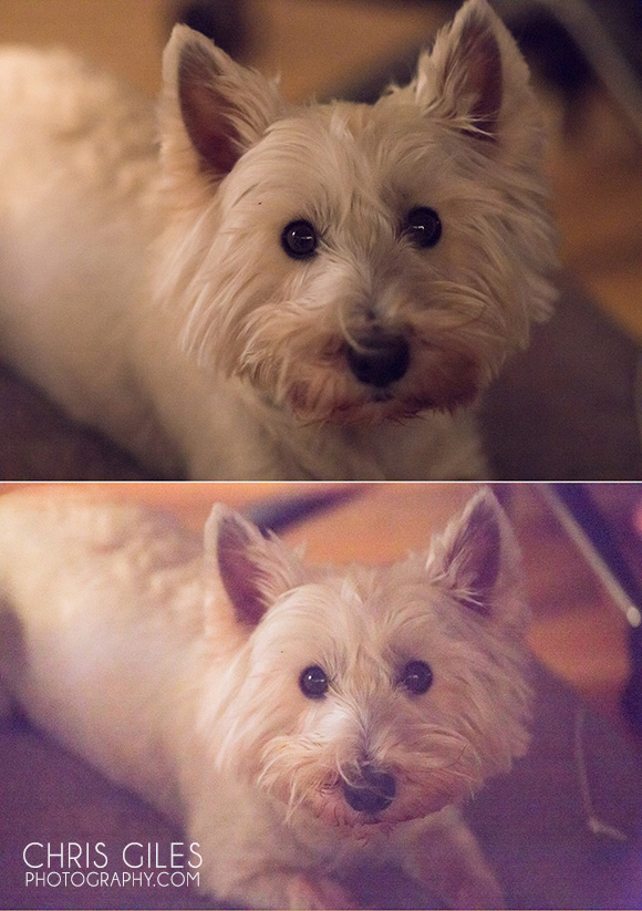 Top is the Pentax 645z at ISO12800 and pushed 3 stops. Underneath, my 5D3 with the same settings applied. Both shot handheld. The 645z was shot with the 150mm 2.8 at 1/80 sec. Yet the eyes are sharp. A testament to the shutter dampening.