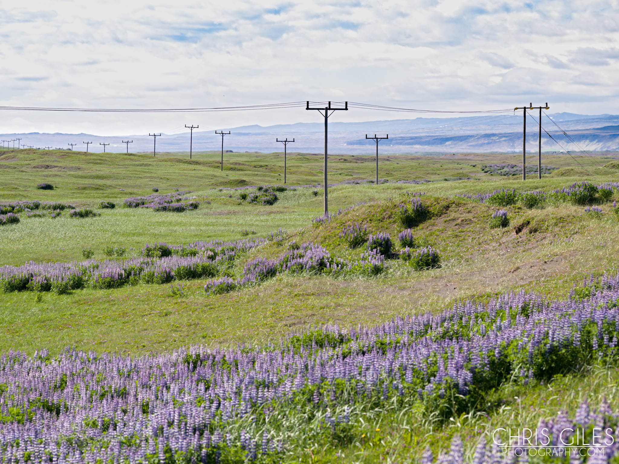 Lovely Lupin fields in Iceland