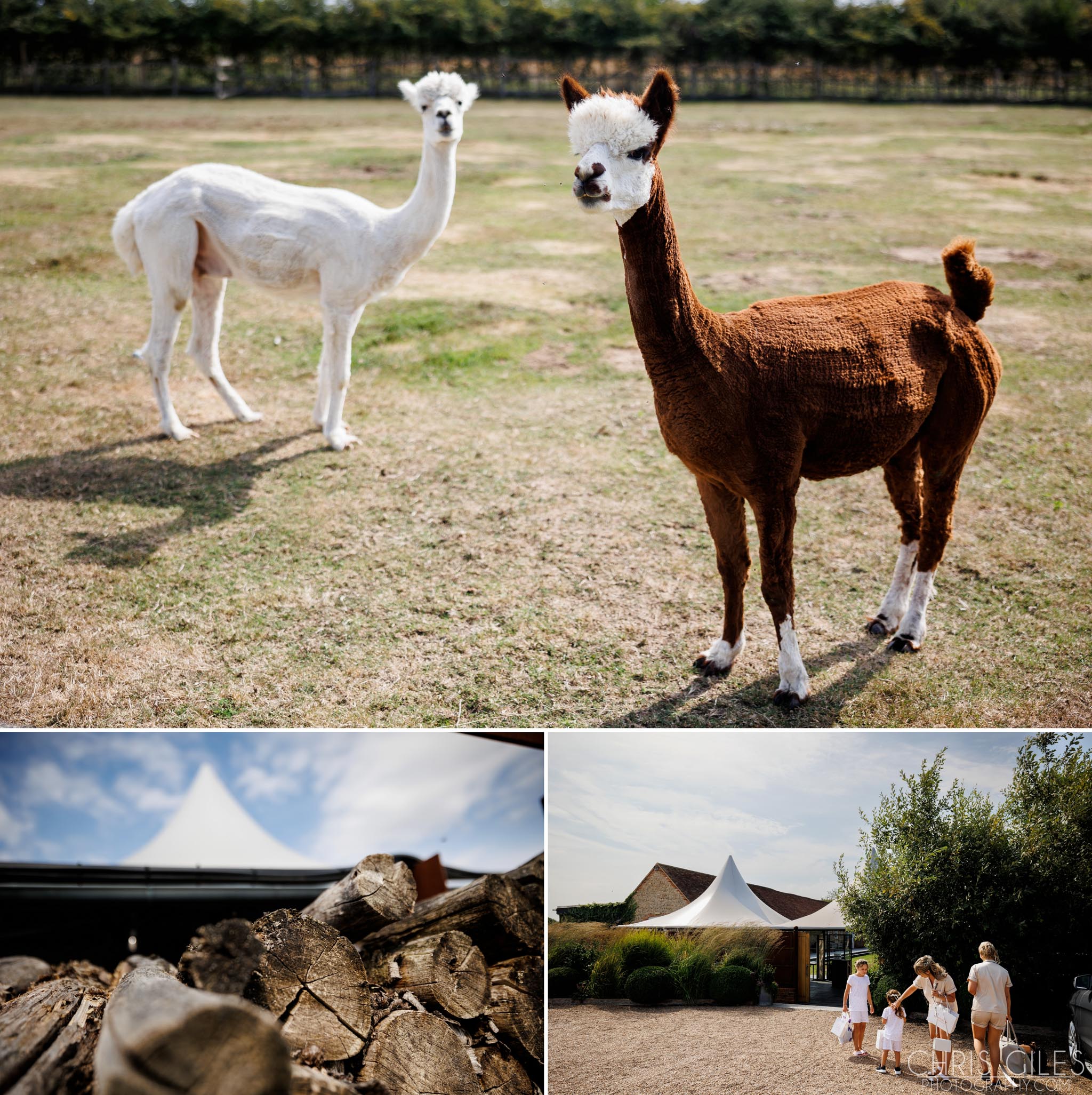 Wedding Alpacas at Southend Barns